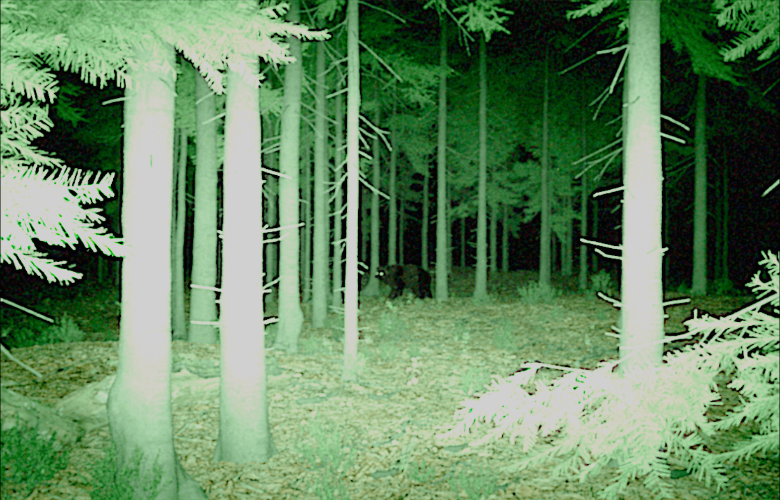 Bear Horror — Shot 01